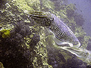 Picture 'Th1_0_2889 Cuttlefish, Thailand'